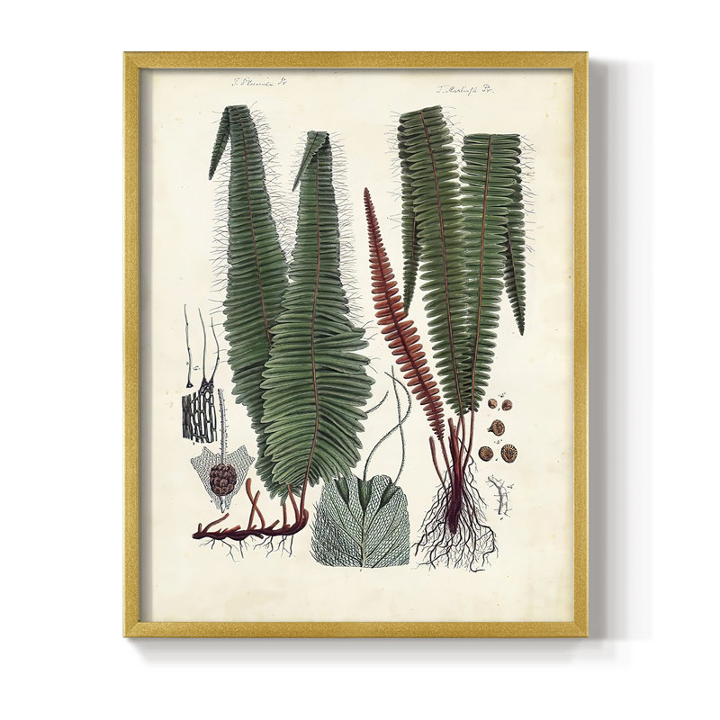 Collection de fougères V, reproduction encadrée - bois massif, H 20 po x l 16 po