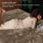 PHF Truly Velvet Fitted Sheet, Luxury Super Soft Cozy Fuzzy Fleece Bottom Sheet, Deep Pocket Up to 16",Strenghth Elastic Band, Suitable for Fall Winter Spring,No Pillowcases-124237612-124237622
