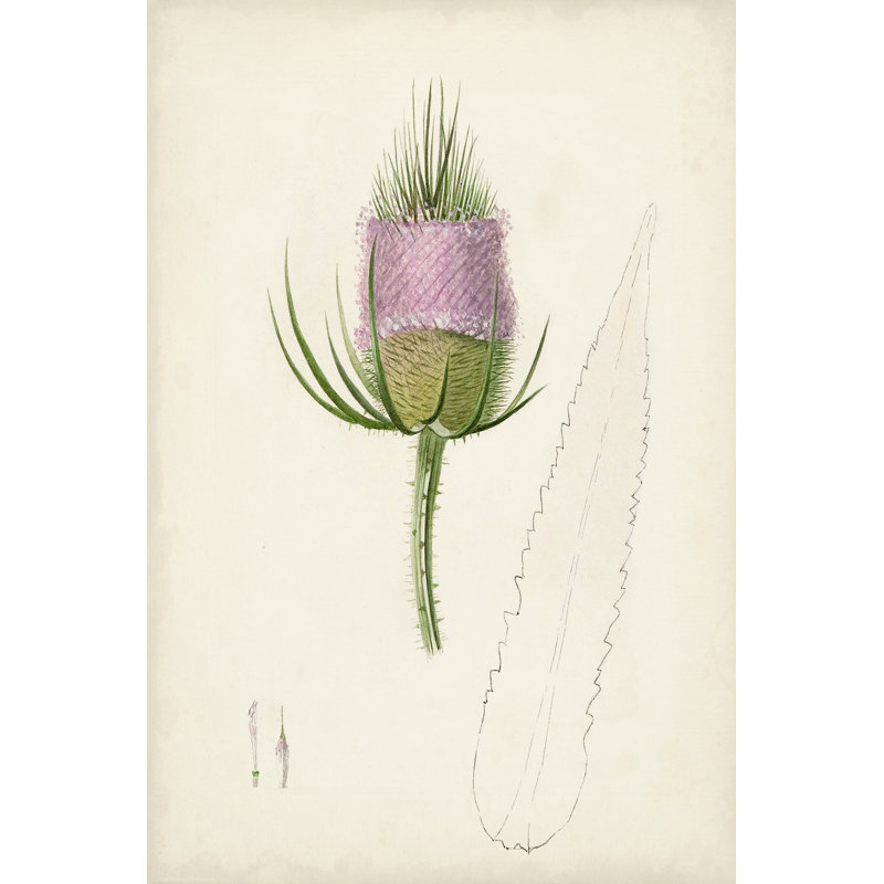 Botanical Sketches VIII - Graphic Art Print, 30 cm H x 20 cm W, Wrapped Canvas