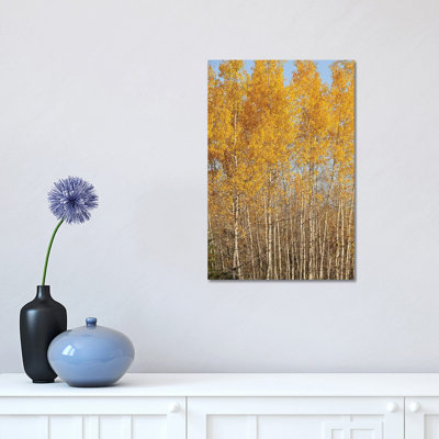 Golen Birches by Brian Wolf - Wrapped Canvas Print