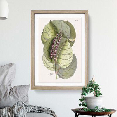 Mangrove Grape-Tree & Butterfly by Mark Catesby - Framed Print
