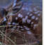 «The First Fawn», impression sur toile tendue Vidur-22074945