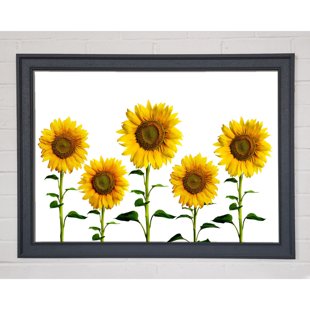 Sunflower Mayhem - Drucken