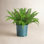 Boston Fern Plant in Nursery Pot