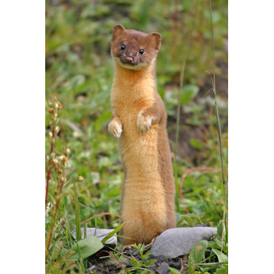 Cute Little Serial Killer by Silfox - Wrapped Canvas Print