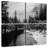 Monochromatic Merced River-449955379