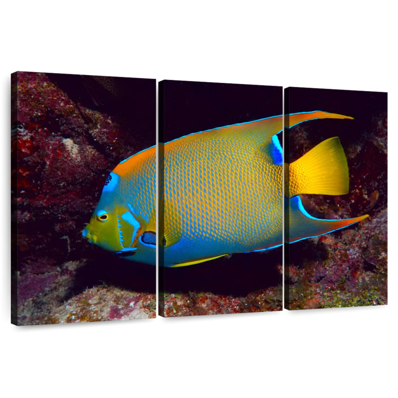 Brampt Glowing Queen Angelfish, 20" H x 33" W