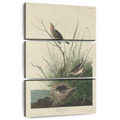 Keiri Sharp-Tailed Finch