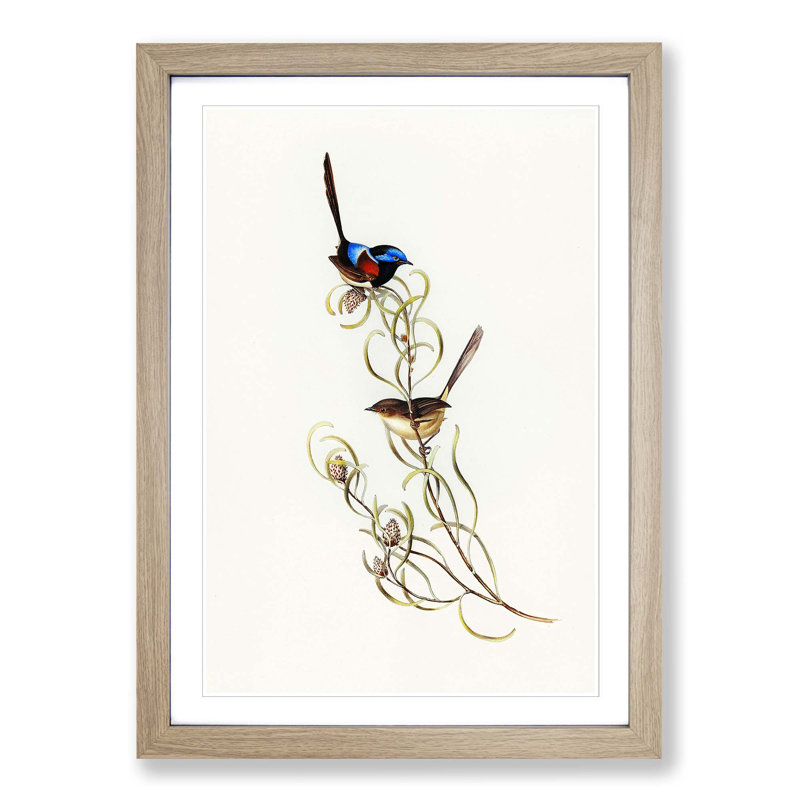 Graceful Wrens by Elizabeth Gould - Picture Frame Art Print, 36cm H x 27cm W x 2cm D, Oak Framed