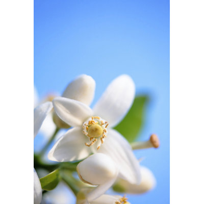 Orange Blossom against a blue sky