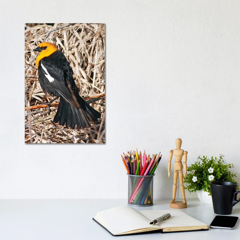 Yellowheaded Blackbird 1 Piece Wrapped Canvas Wall Art