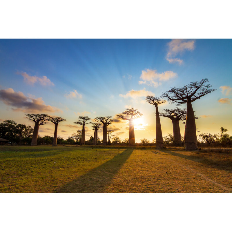 Baobab Sunburst by Dennisvdw - Wrapped Canvas Print, 81cm H x 122cm W