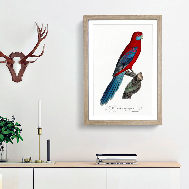 Crimson Rosella Parrot by F. Levaillant - Framed Print, 65cm H x 48cm W x 2cm D, Oak Framed
