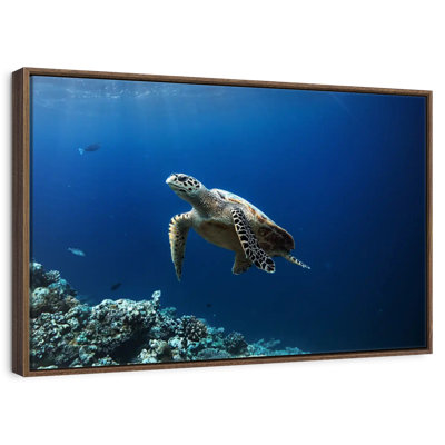 Tortue aventure