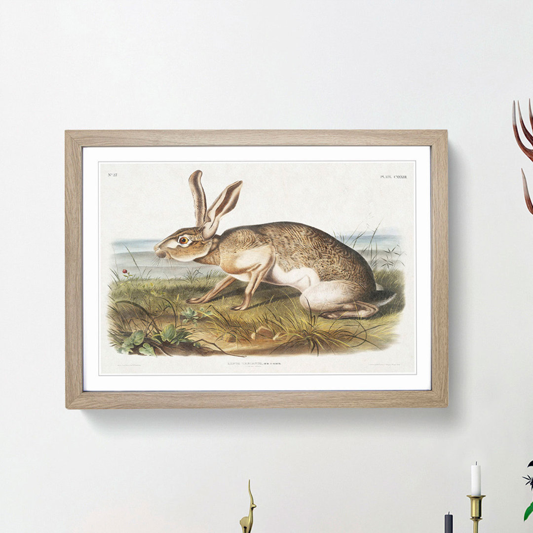 Texan Hare by J.W. Audubon - Picture Frame Art Print