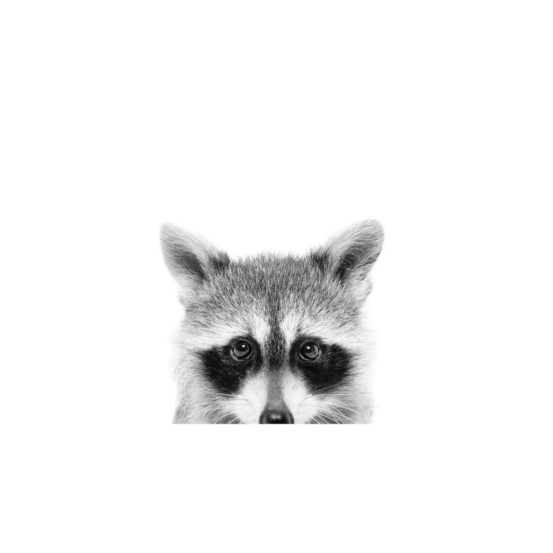Peeking Raccoon by Sisi & Seb - Wrapped Canvas Print, 101.6 cm H x 66.04 cm W x 1.91 cm D