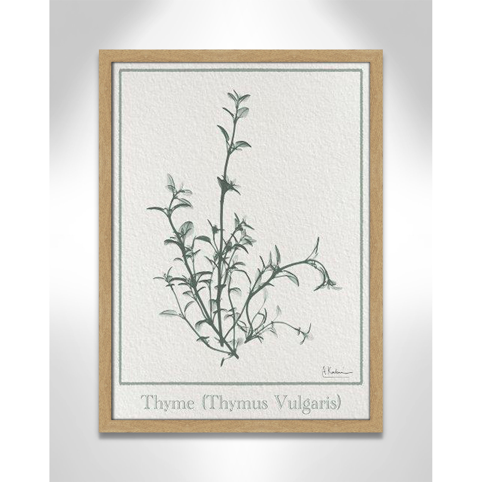 Jeanette "Thymus Vulgaris" Print, 23" H x 17" W x 1.25" D, Natural Framed Paper