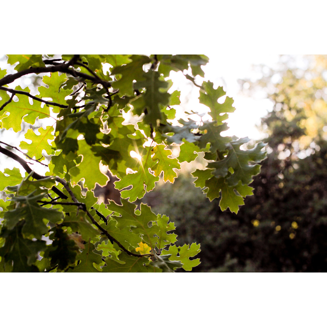 Herbstsonne von DeniceBreaux - Druck ohne Rahmen auf Leinwand