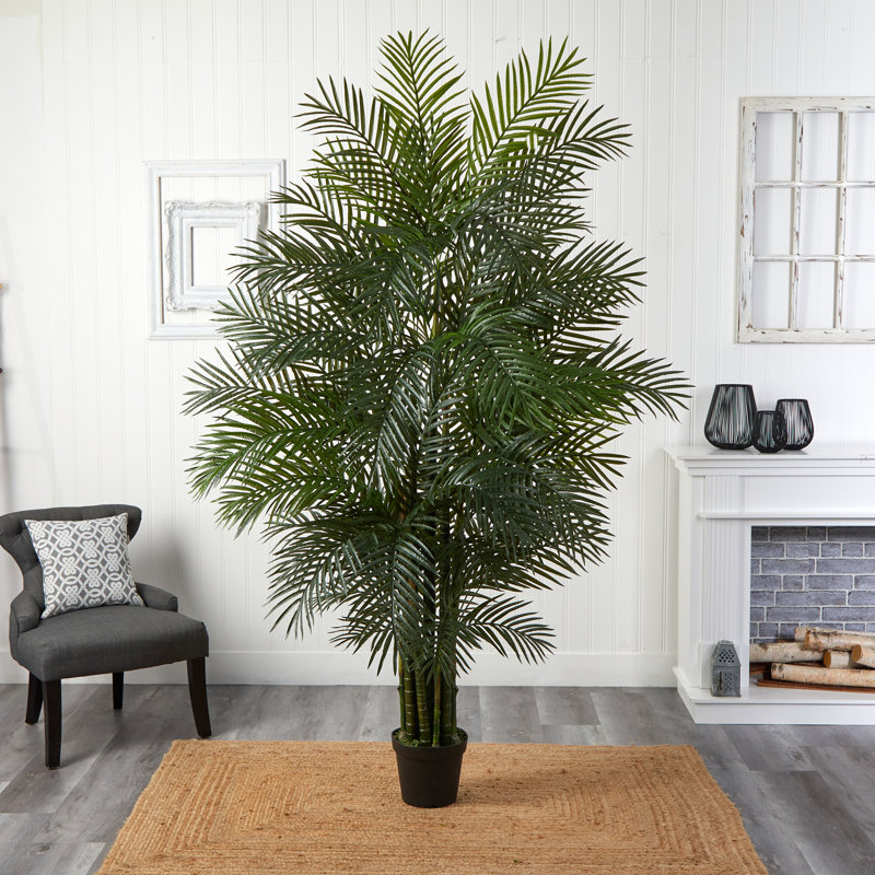 Daphnee Palmier Areca résistant aux rayons UV (intérieur / extérieur)