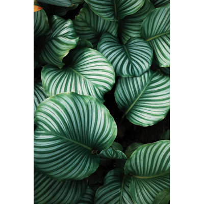 " Hosta "