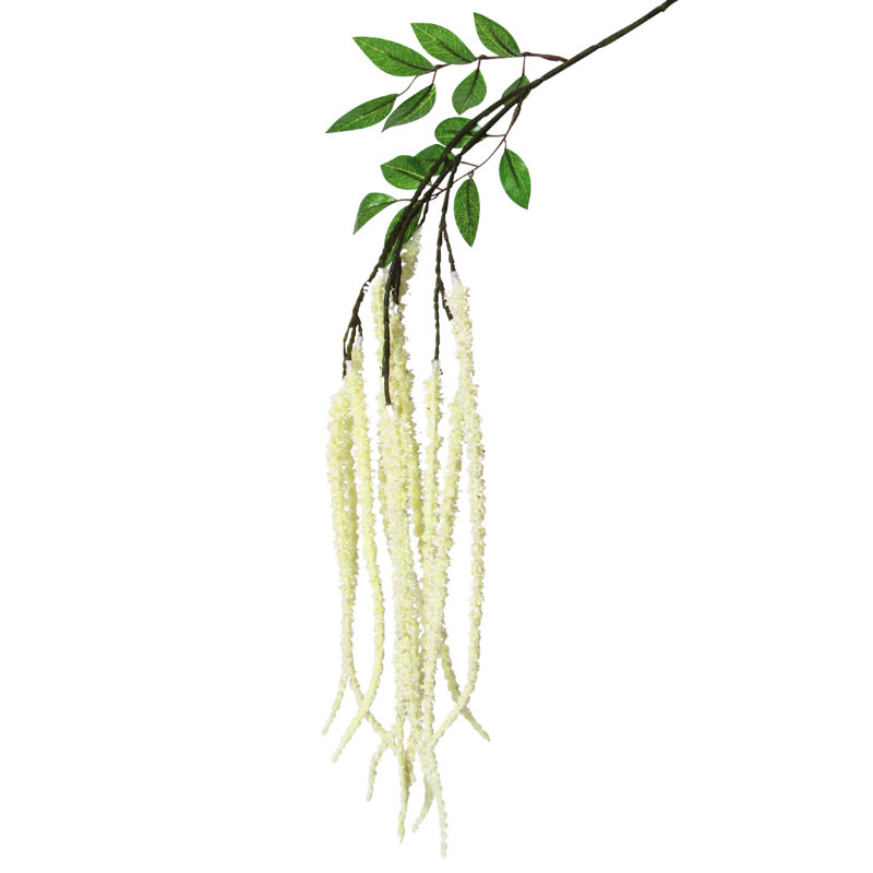 Tige de fleur d'amaranthe, Crème