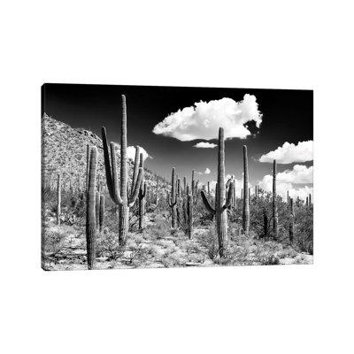 Black Arizona Series - Cactus Forest by Philippe Hugonnard - Wrapped Canvas Photograph