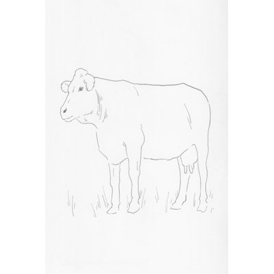 Bovin limousin IV