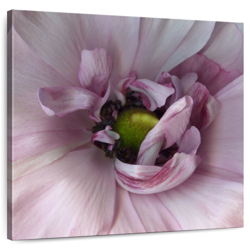 Harnac renoncule rose, H 16 po x l 16 po