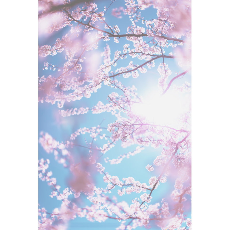 Cherry Tree Blossom - Wrapped Canvas Print, 76cm H x 51cm W x 3.8cm D