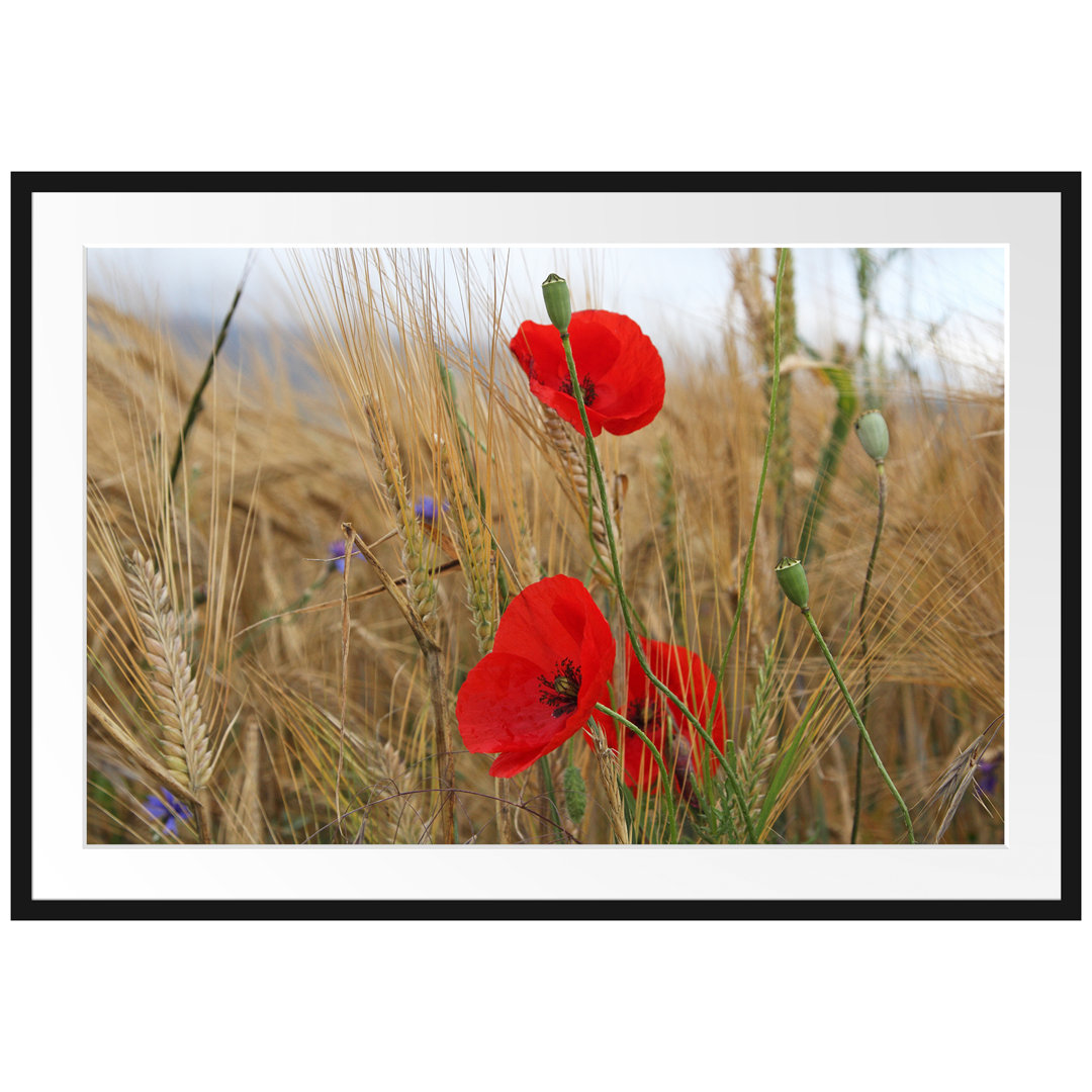 Mohnblumen im Getreidefeld Gerahmter Fotokunstdruck Poster in Schwarz und Weiß