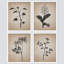 «Duotone Vintage Antique Forest Wildflower», impression sur papier 4 pièces-97782252-97782257