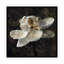 « magnolia ii », impression sur toile-20937365-72042589-72042584