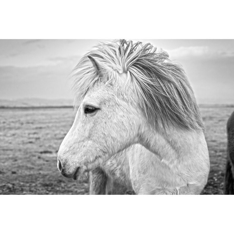 Pony Profile View - Wrapped Canvas Print, 81cm H x 122cm W x 3.8cm D