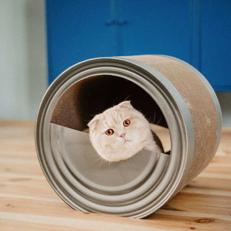 Edwardo Scratching Post