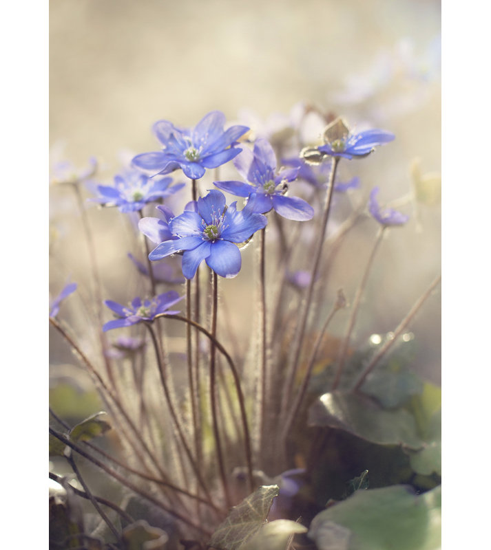 Wrapped Canvas Print, 76.2 cm H x 50.8 cm W