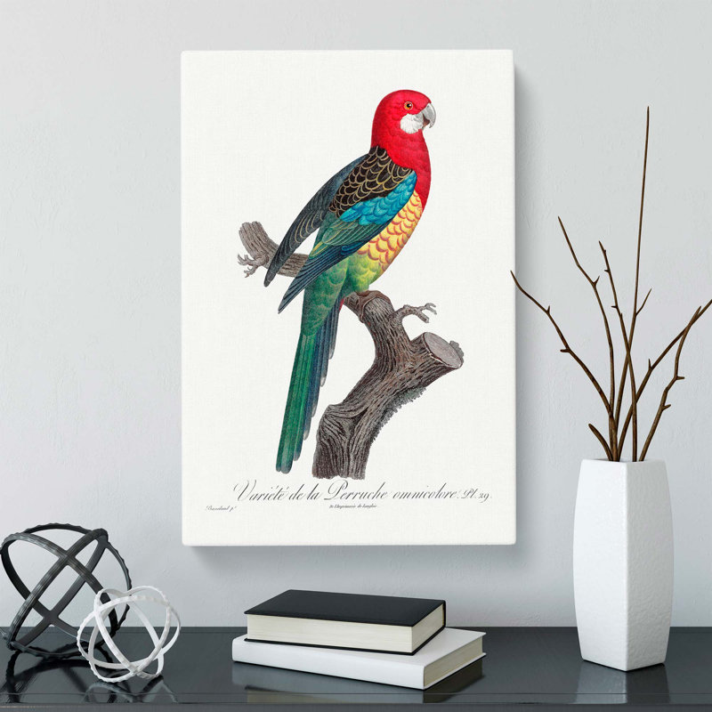 A Eastern Rosella Parrot by F. Levaillant - Wrapped Canvas, 76cm H x 50cm W x 3cm D