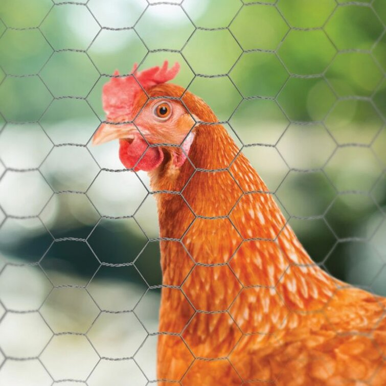 Poultry Netting, Poultry Netting Fence