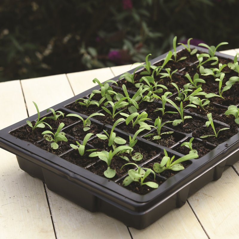 Boule Plastic Nursery Seed Tray Propagator (Set of Three)
