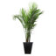 Live Plants