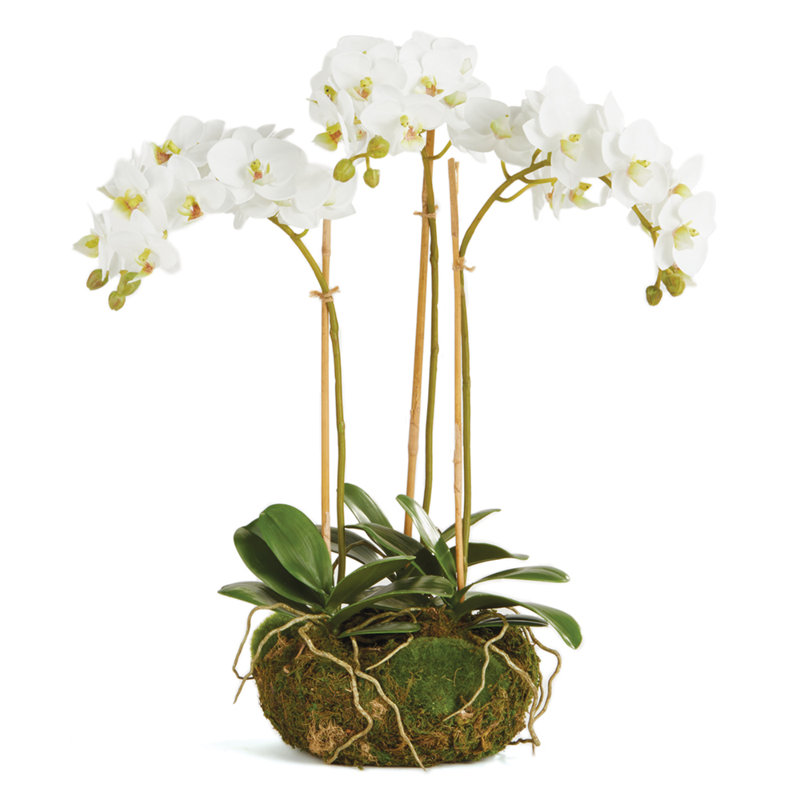 Stiles Orchid Arrangement