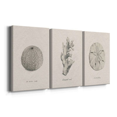 Shore Treasure Study I  -Custom Wrapped Gallery Canvas - 3 Pieces