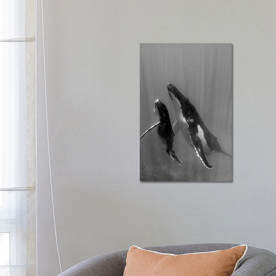 Pacific Islands, Tonga. Mother And Calf, Humpback Whales by Judith Zimmerman - Wrapped Canvas Painting