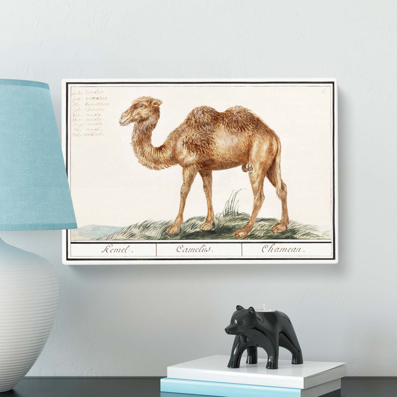 Camel by A.B. De Boodt - Wrapped Canvas, 40cm H x 60cm W x 3cm D