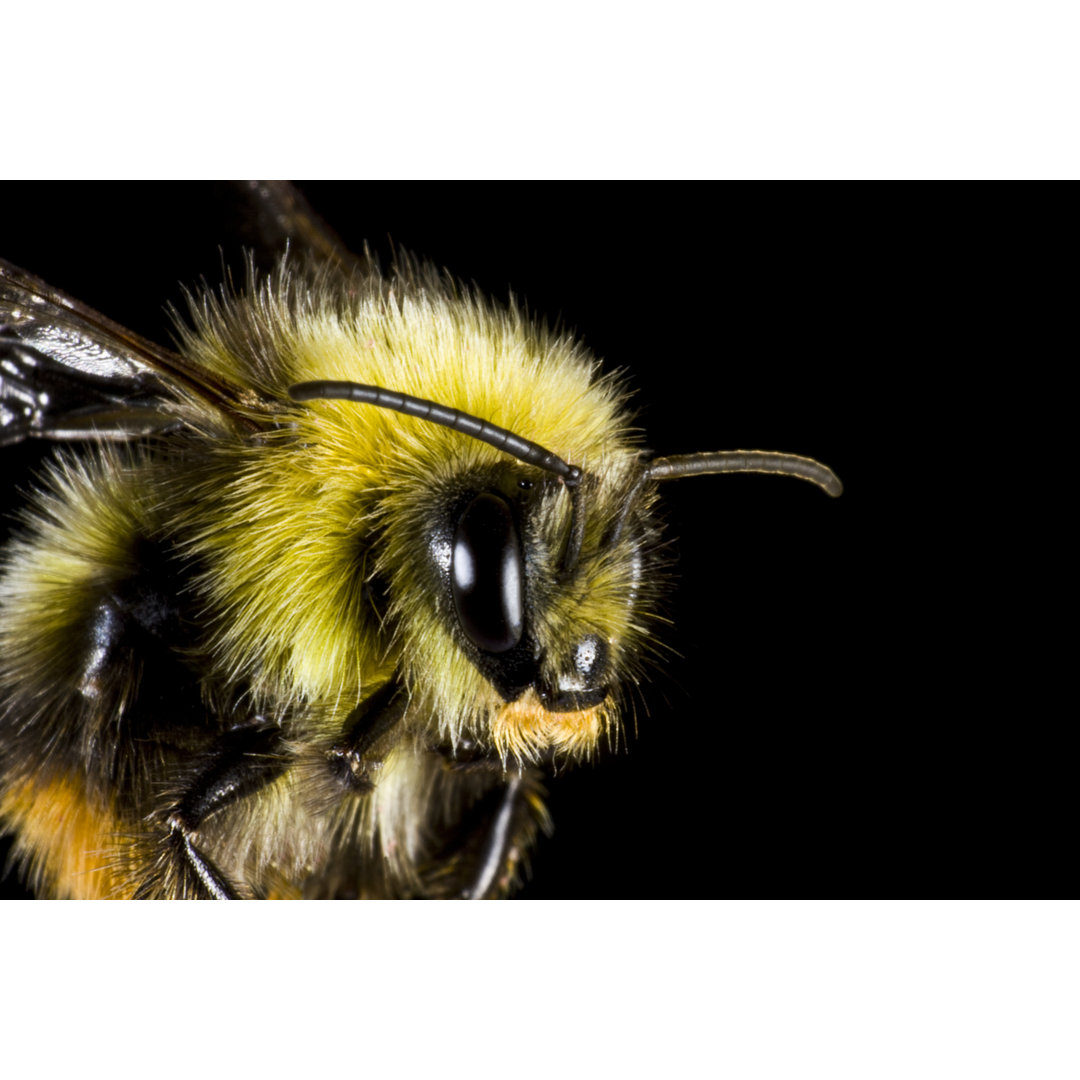 Bumblebee In Close Up von Gewoldi - Kunstdrucke auf Leinwand ohne Rahmen