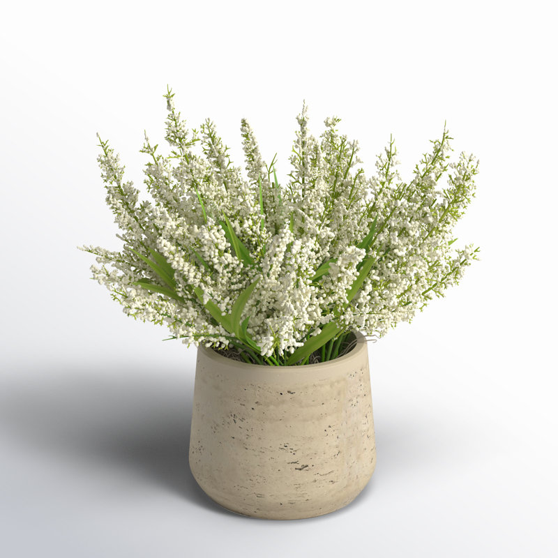 Ferdinand Heather en pot, Blanc doux