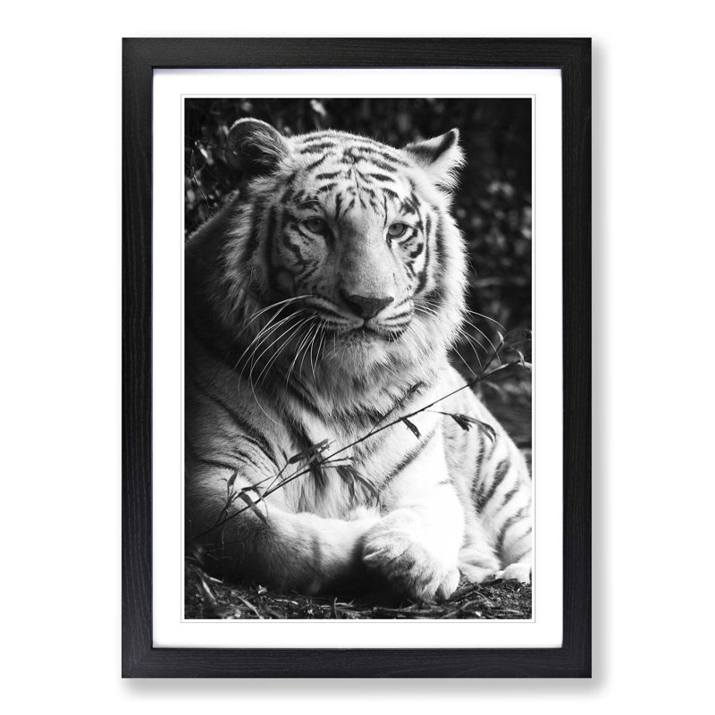 White Tiger Framed Photographic - Framed Print, Black
