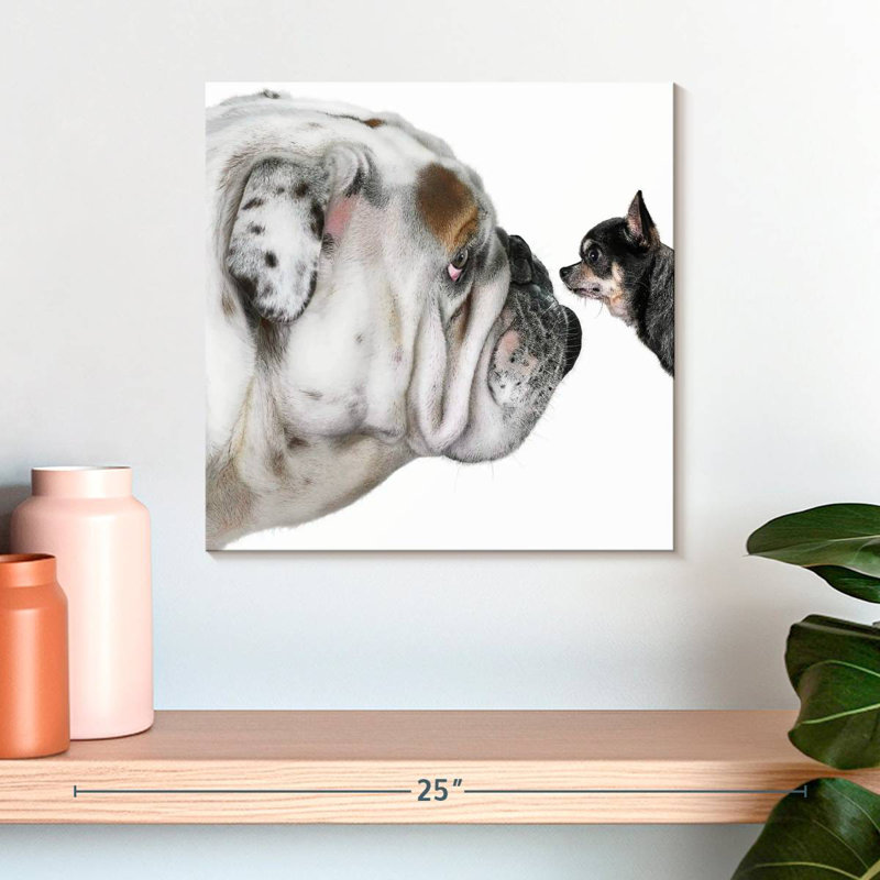 Crowle Bulldog And Chihuahua
