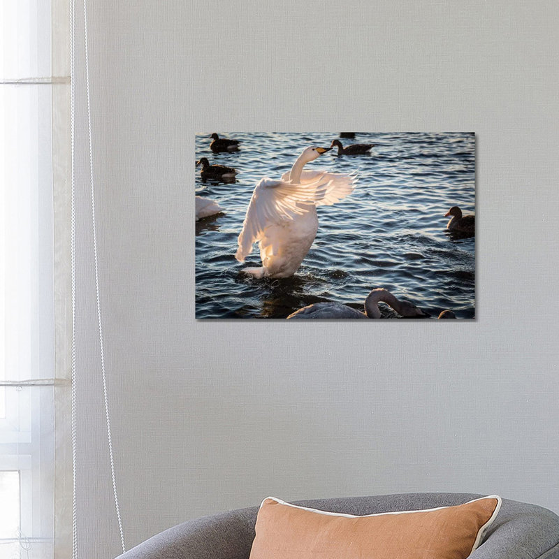 Iceland, Reykjavik, Tjornin. Backlit Whooper Swan With Wings Spread. by - Wrapped Canvas, 66.04 cm H x 45.72 cm W