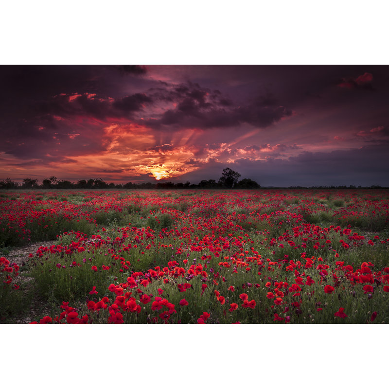 Dark Skies And Poppy Fields by Allou - Wrapped Canvas Print, 30cm H x 46cm W x 3.8cm D