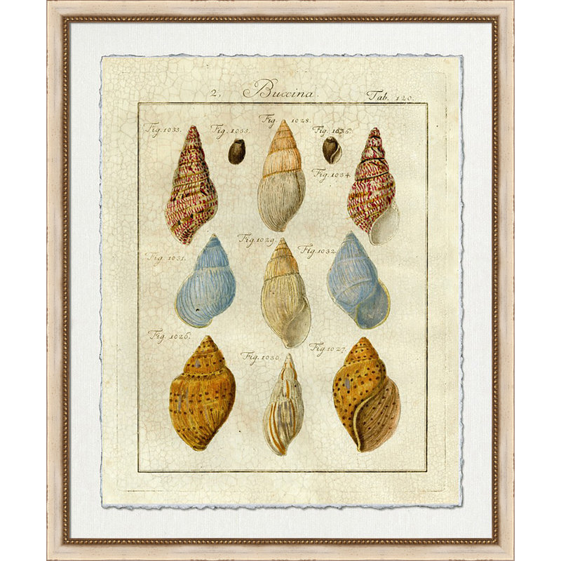 Crackled Shell Figure 2 Print